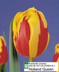 [Holland Queen (closeup).jpg]